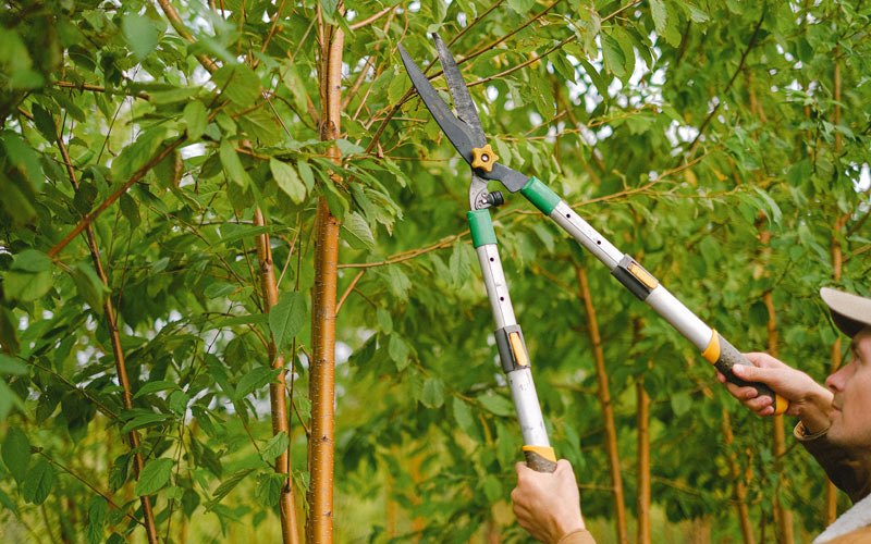 Tree trimming in Flensburg, MN