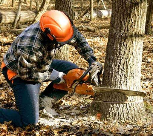 Tree Removal in Flensburg, MN